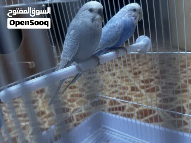 ذكر بقلينو حاجه منظمه