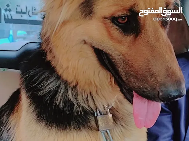 كلبه جيرمن انثئ اصيله ست مخالب