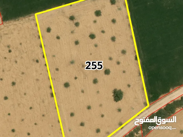 Prime 45-Dunam Flat Land for Rent – Ghor Al Rama, South Shouna, Dead Sea Area