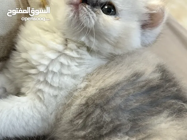 قطة انثى كيتن سكوتش ستريت للبيع بسعر مغري لظروف السفر