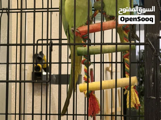 زوج طيور درّة (ذكر وأنثى) بصحة ممتازة A healthy and active pair of budgies (male & female