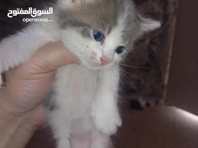 كتن للتبني