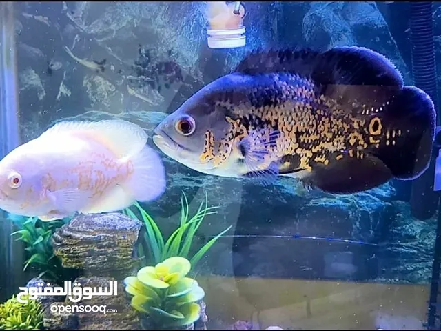 2  Oscar Fish for sale