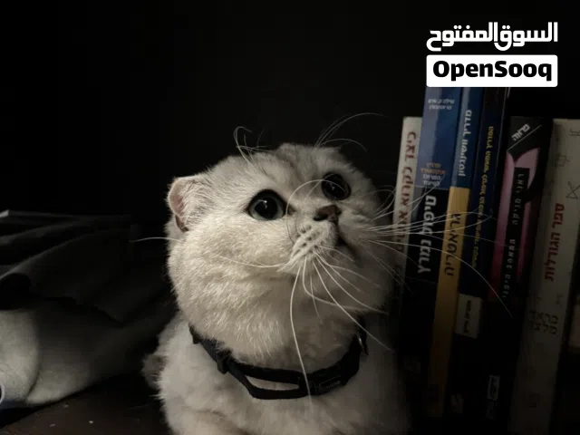 قط سكوتش فولد اصلي للبيع