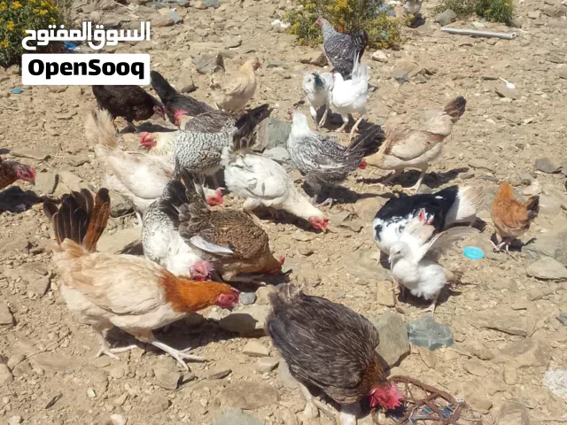 دجاج للبيع