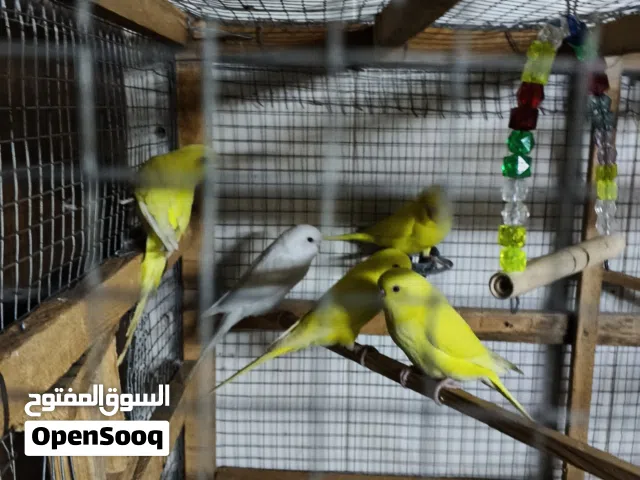 عصافير حب البينو 5 حبات