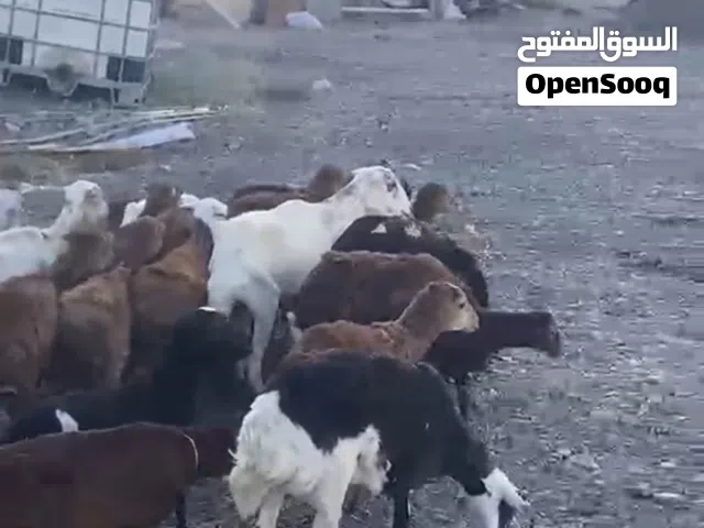 حلال للبيع كامل