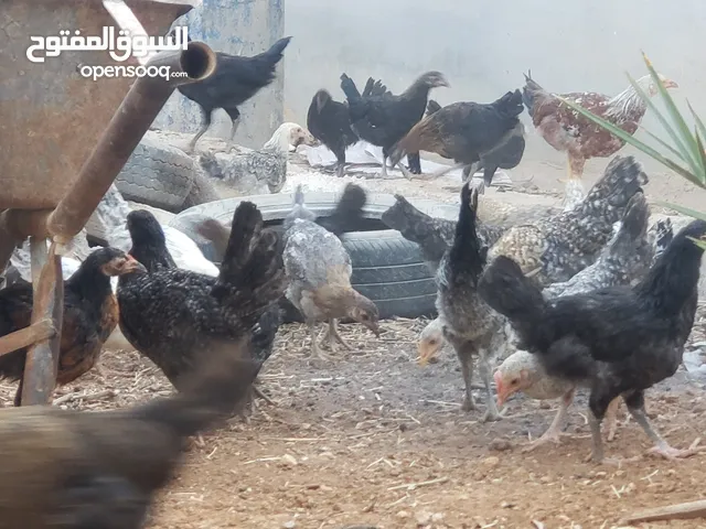 فرخات دجاج بلدي للبيع