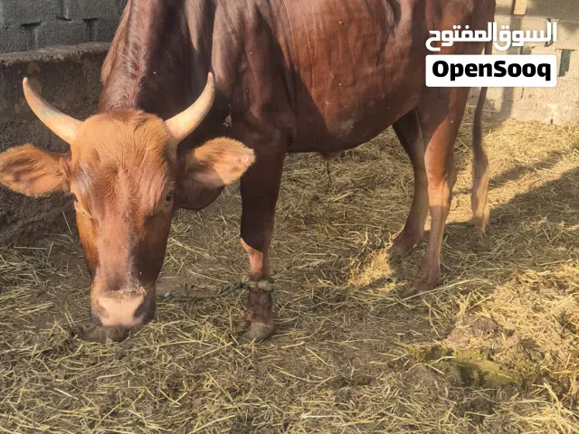 ثيران البيع
