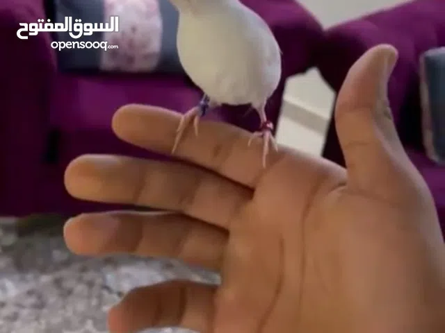 طير جاوه ذكر