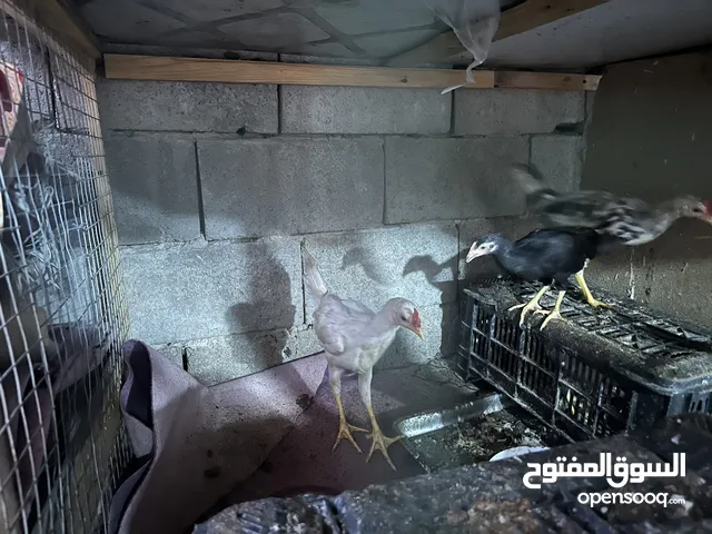دجاجتين و2 ديوجه عرب مال بيت يعني احنا مكعديهن