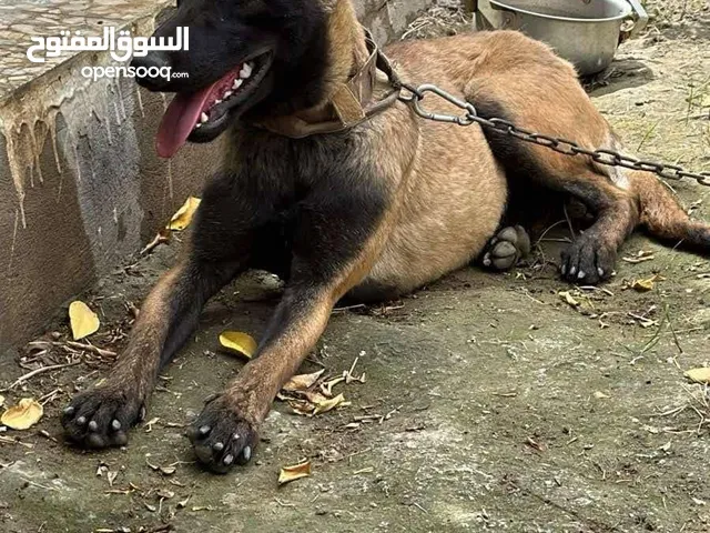 كلب بلجم مالينو مُدرب