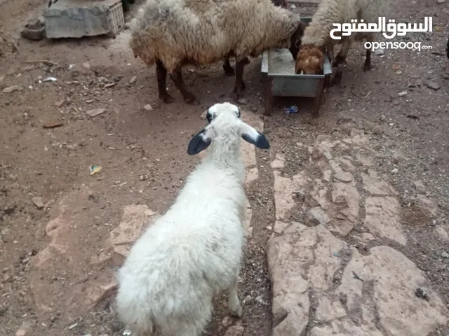 ثلاث نعاج و خاروف