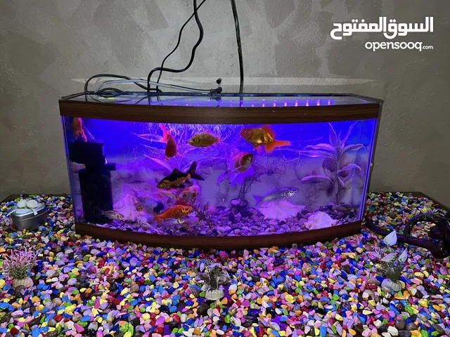 حوض سمك مع جميع اغراضو والسمك للبيع