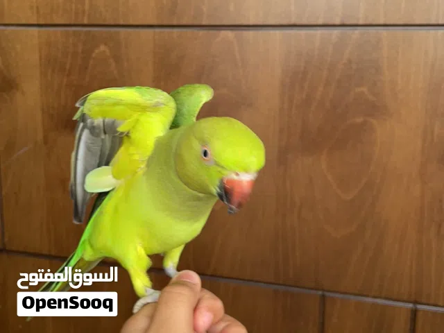 دره هندي متلكم ثلاث كلمات