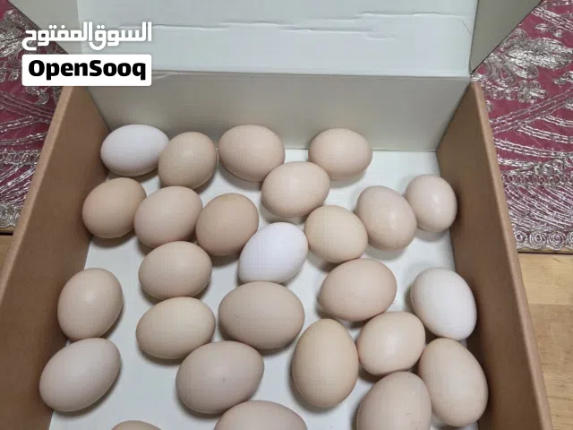 بيض عضوى بدون هرمونات