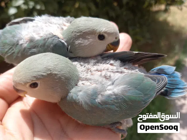 2فروخ بركديلو روز للترويض