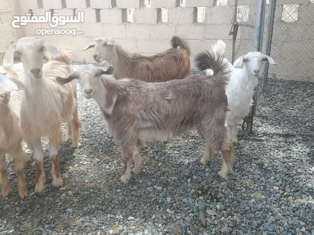صخلان وصخلات من حلال الجواميد