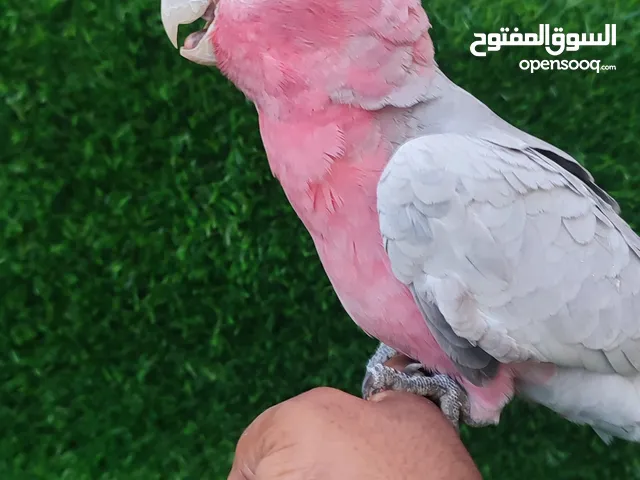 كوكاتو قالا