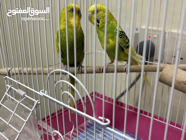 جوز بادجي منتج غير أليفه