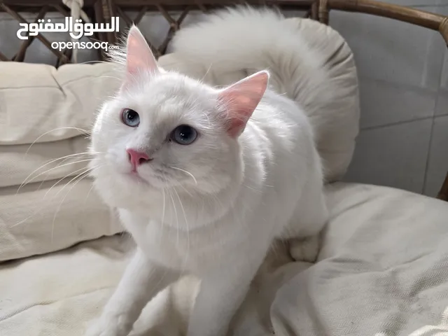 قط شيرازي أبيض للبيع