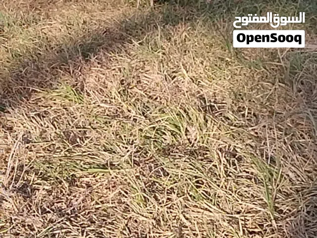 ديك رومي ابيض