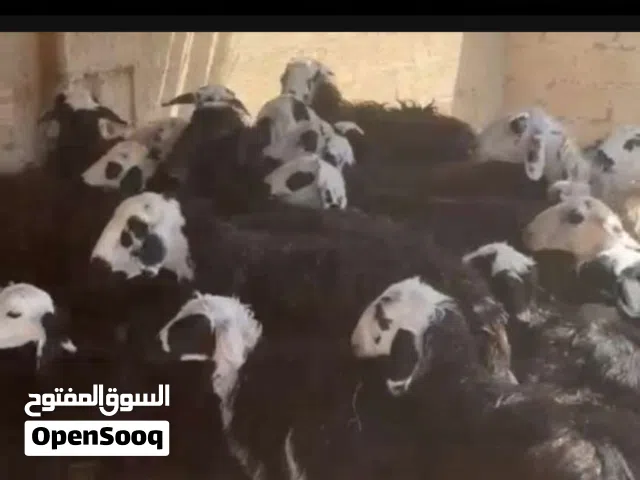 جعد للبيع تعال وشوف ف الزريبه