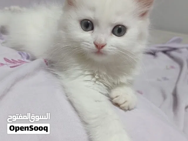 قطة بنوتة شهرين شيرازي بيور للبيع في القاهرة حدايق حلوان