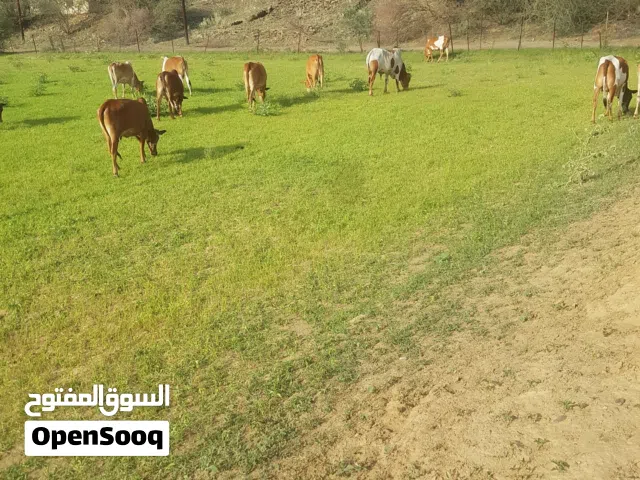 سمن ابقار بلدي