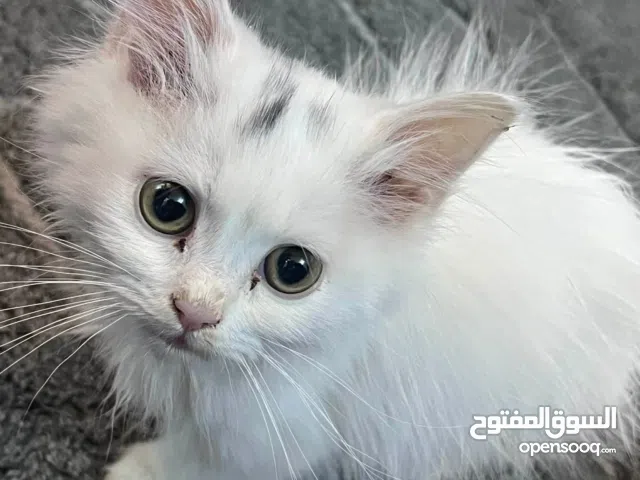 اريد ابيع قطط ثنينهم ذكر نثية بسعر مناسب 130 الف