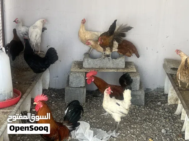 عاجل دجاج عماني للبيع بياض