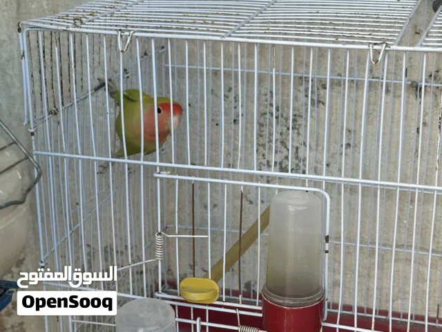 انتيه بركديلو مصوقره
