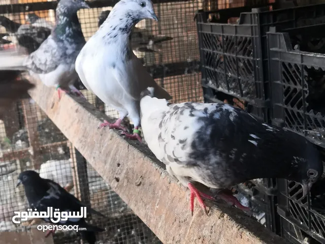 Pakistani Pigeons for exchange