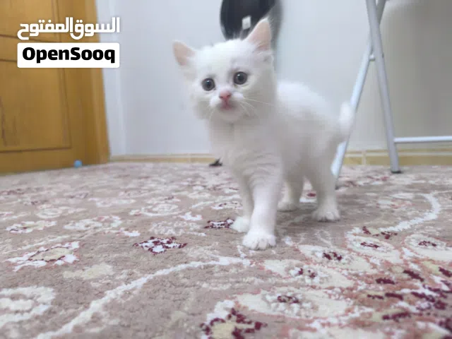 Cute white kitten