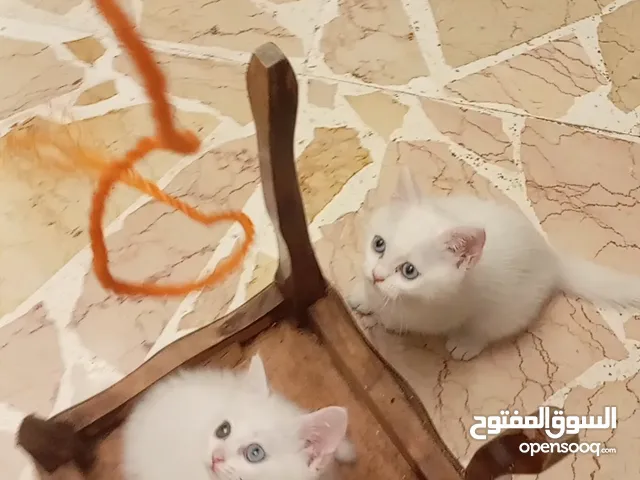 قطط صغيرة للبيع ميكس انغورة و سكوتش