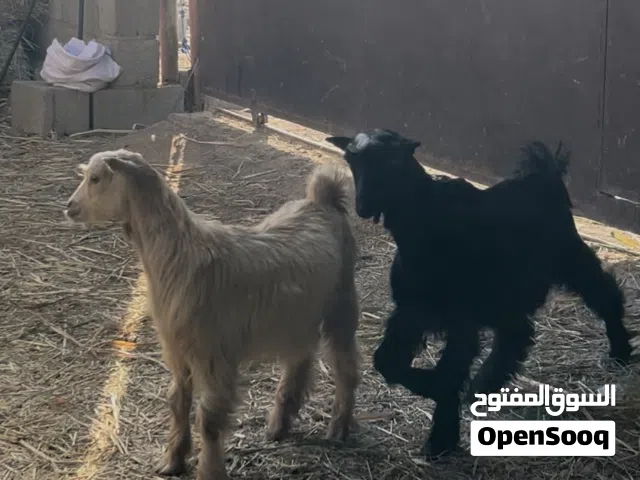 بكره رحبيه وتيوس وشاه مال صلاله تحتها تيس