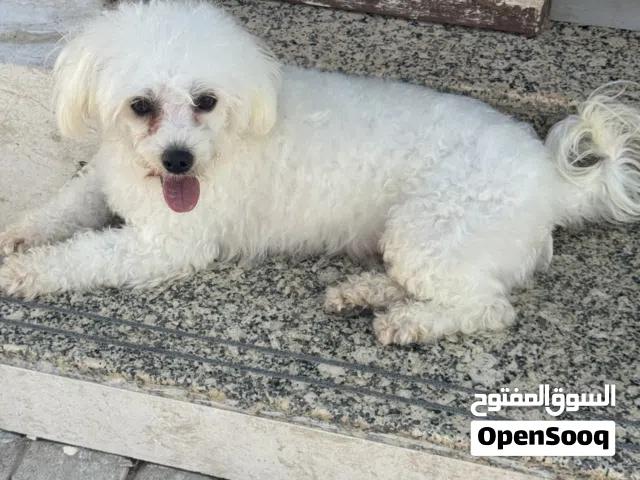 مالتيزر لعوبة