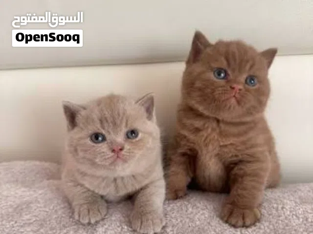 Munchkin kittens