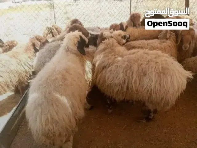 حلال بلدي عقائق و مجنوي و نذر مناسبات فدوى بالصلاة على النبي بأقل الاسعار