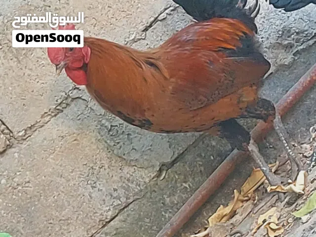موجود ديكين صحه ونضافه سعر 6