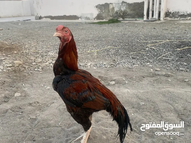 طير فصيله تكي باكستاني عمر سنه ونص لايوجد فرق