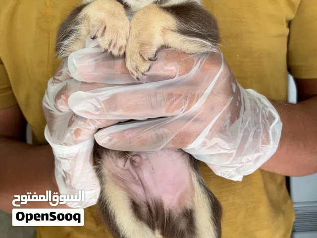 Cute small bred puppy s