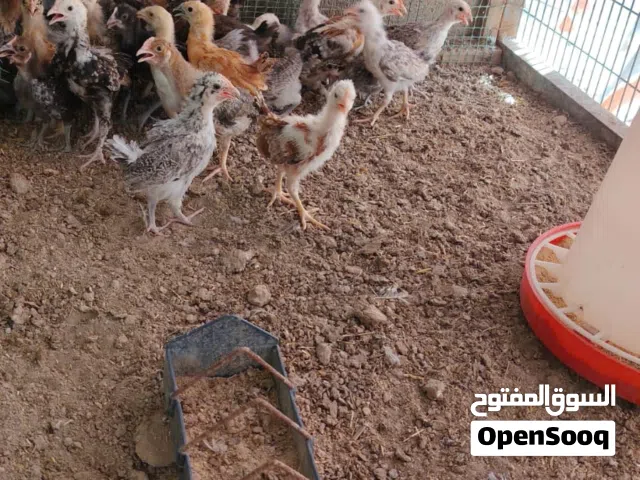 افراخ دجاج كتاكيت خط اول عمر شهر ونص واكو عمر 3 اسابيع باسعار مناسبة