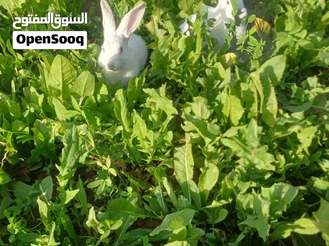 ارانب فرنسي اعمار مختلفة