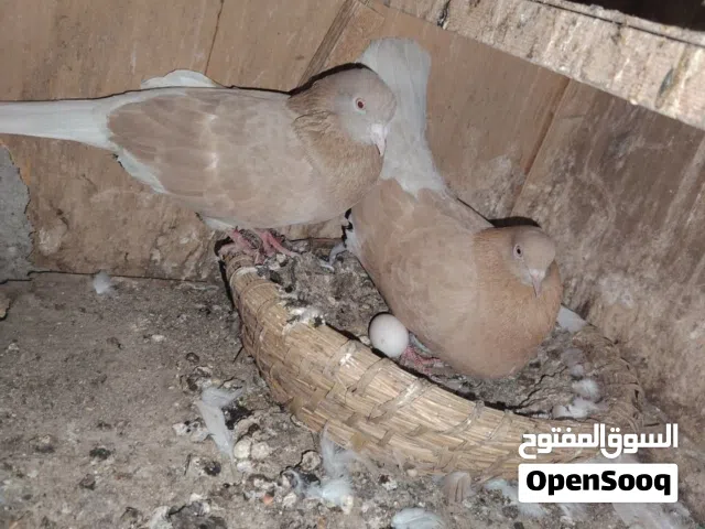 زوحين لوت وتك فحل ستلايت