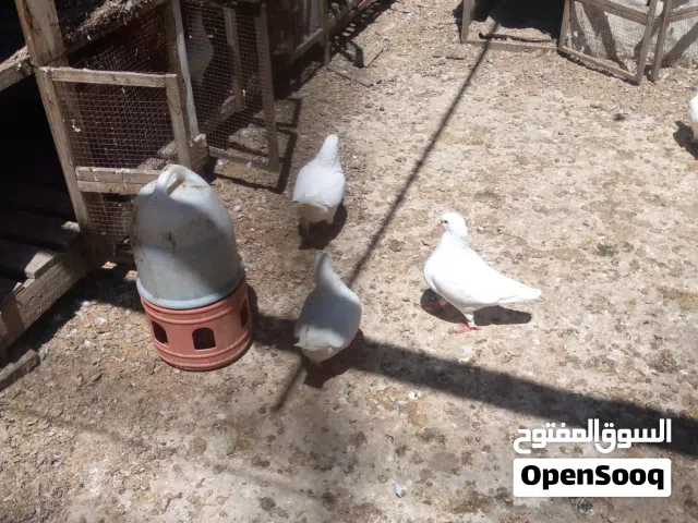 اجواز حمام كنك جامبو للبيع التسليم بالسلط
