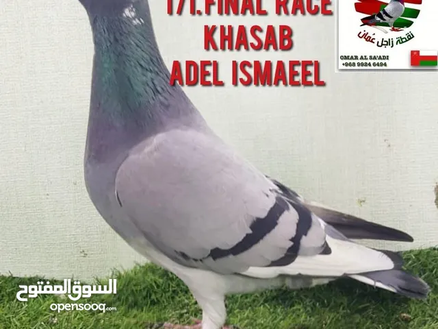 Two racing pigeons top final race khasab