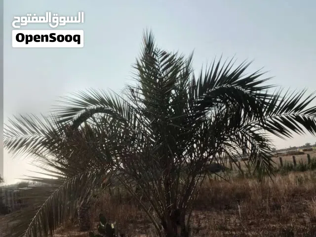 ارض فالنجيلة  للبيع مساحة هكتار الا ربع بسعر مليح