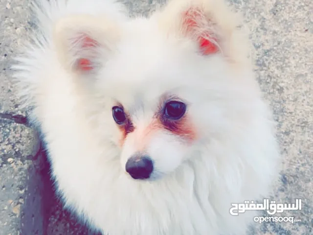 كلاب للبيع