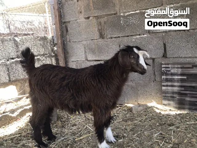 للبيع سخله سعيديه اصل مد وشور